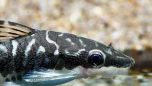 Schocynclús - aquarium cleaner